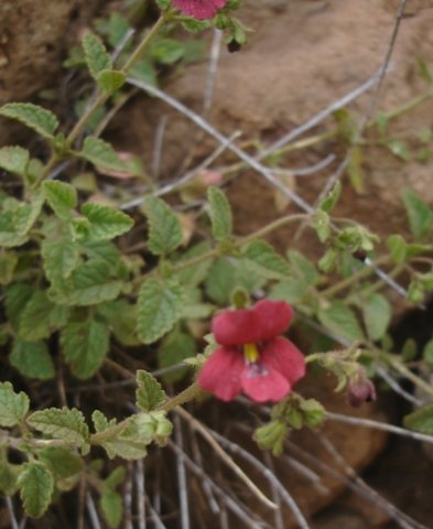 Jamesbrittenia breviflora leaves